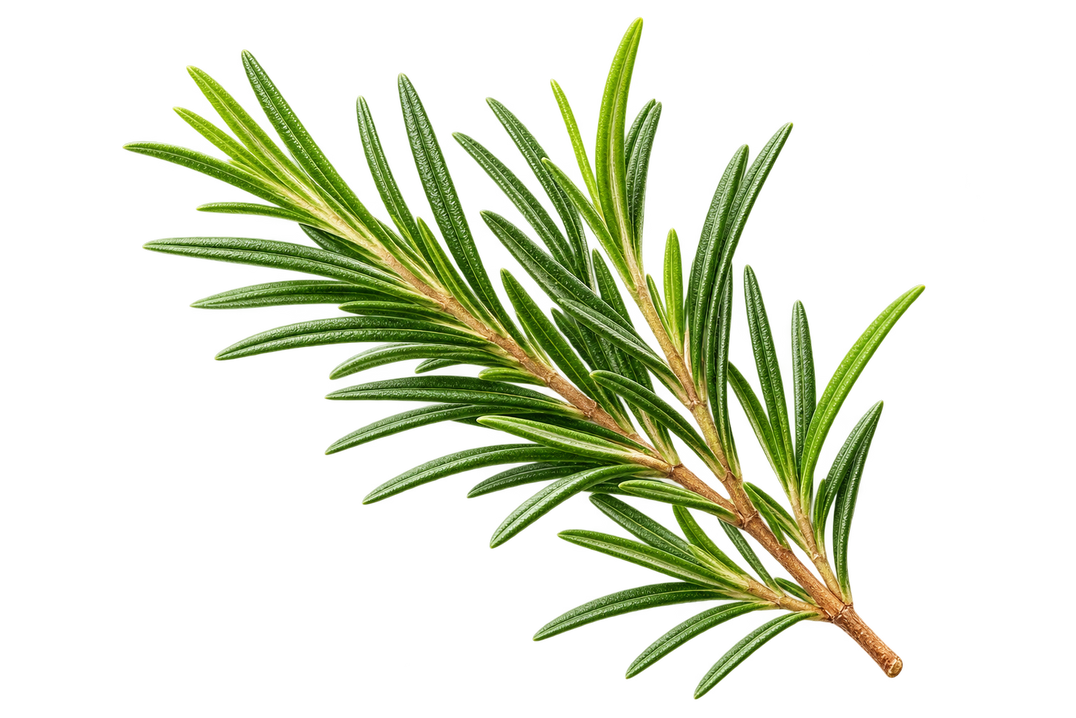 Tea Tree Oil - The Dwash