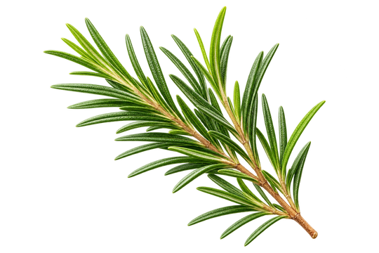 Tea Tree Oil - The Dwash